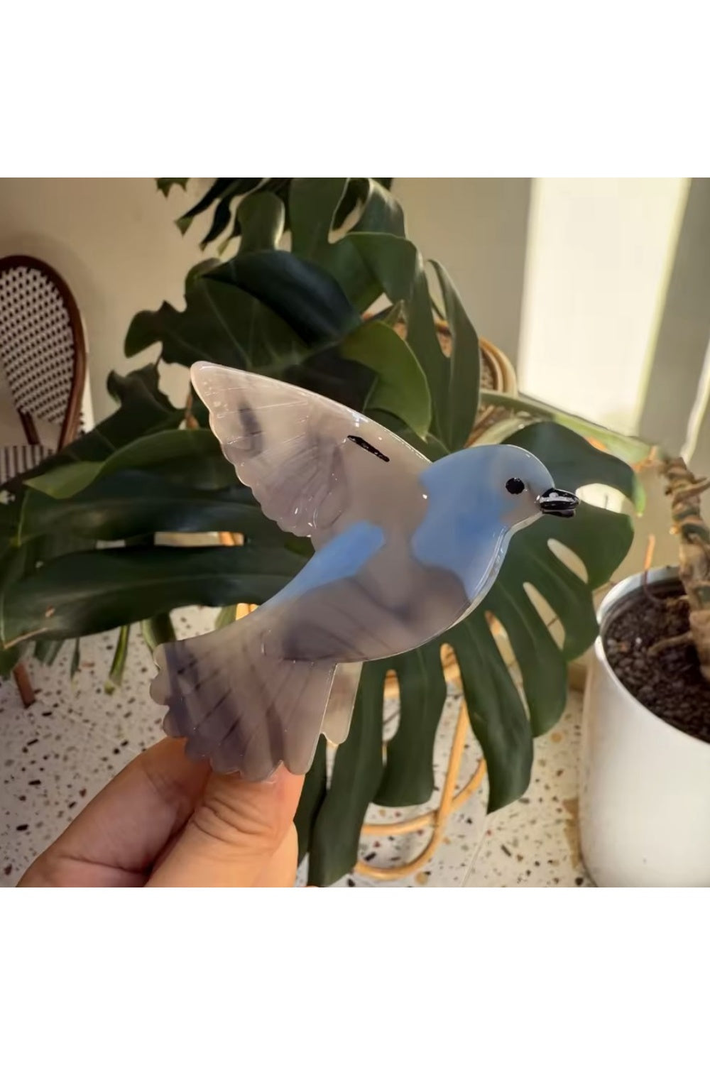 PRETTY HAIR CLAW PIGEON